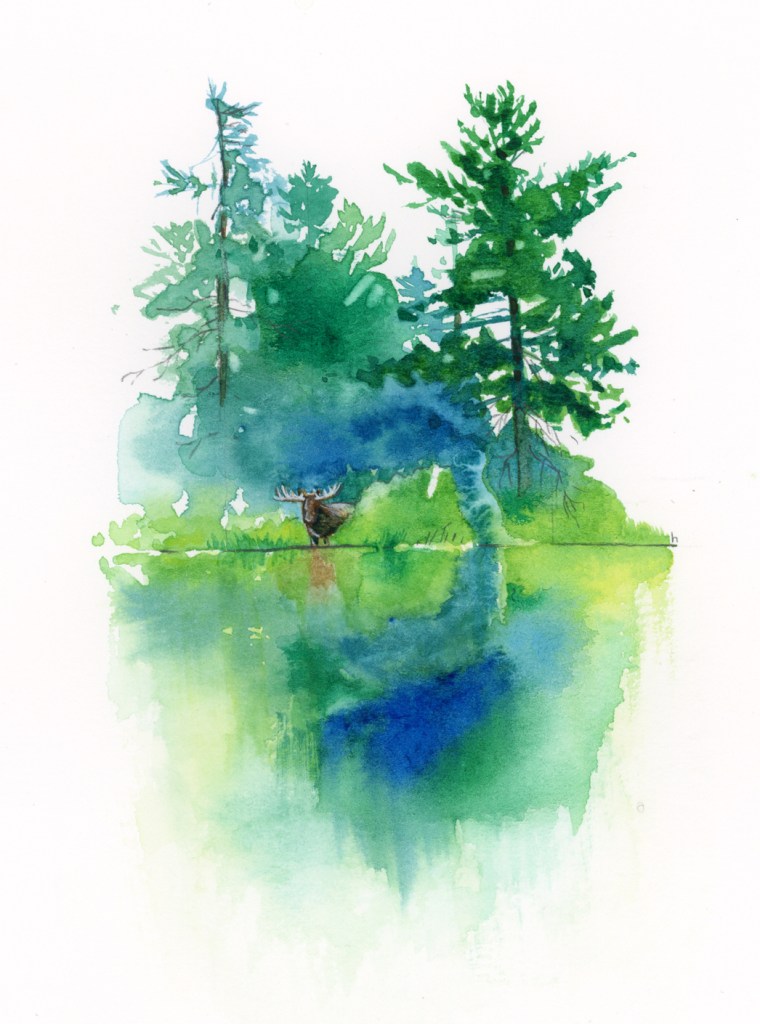watercolour painting algonquin canada moose