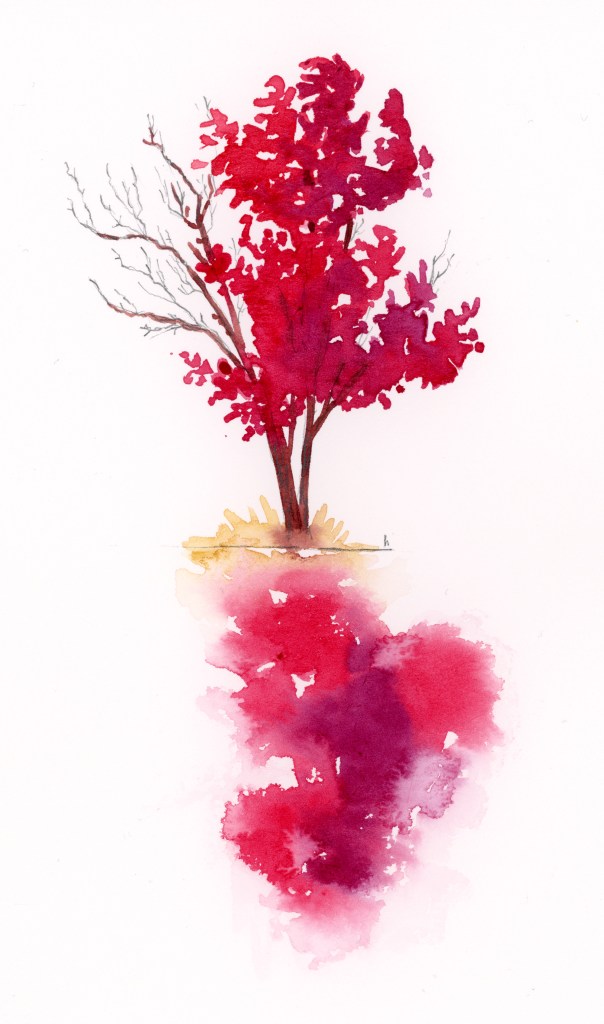 maple trees watercolour study sketch autumn Ontario canada